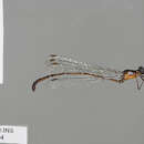 Image of Dimeragrion Calvert 1913