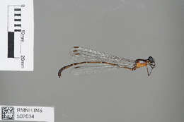 Image of Dimeragrion Calvert 1913