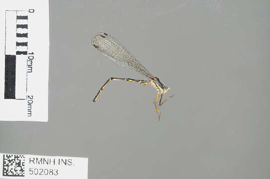 Image of Calopterygoidea
