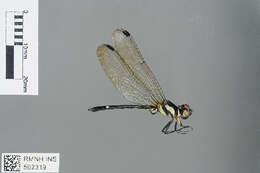 Image of Neodythemis Karsch 1889