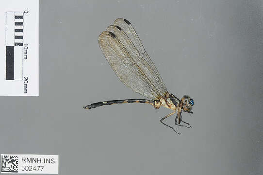 Image of Neodythemis Karsch 1889