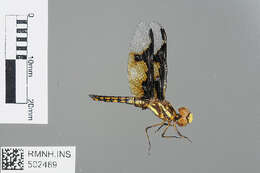 Image of Palpopleura Rambur 1842