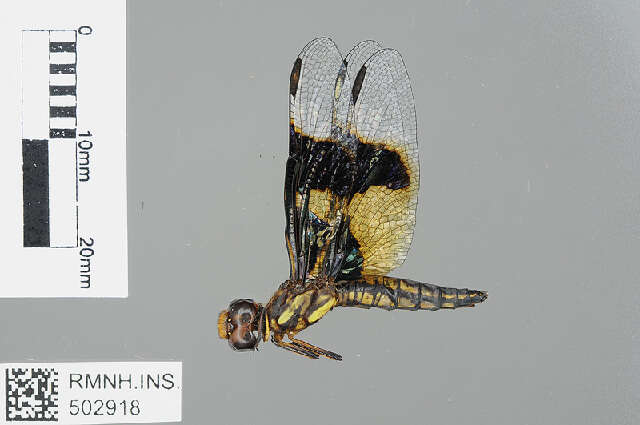 Image of Palpopleura Rambur 1842