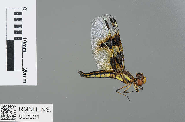 Image of Palpopleura Rambur 1842