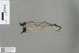 Image of Platysticta apicalis Kirby 1893