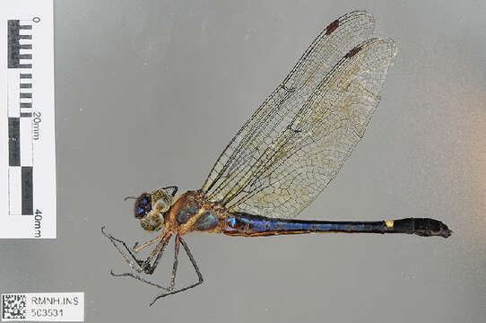 Image of Macromia Rambur 1842