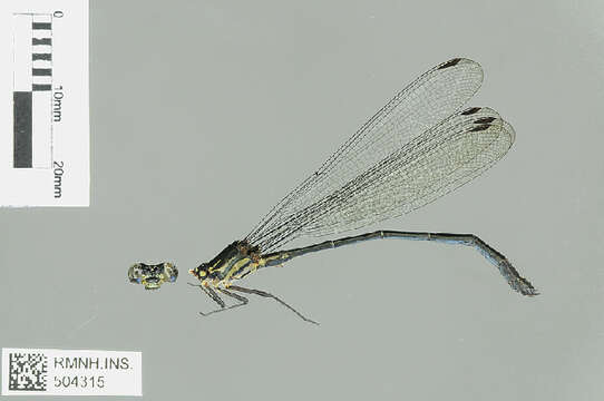 Image of Amphipterygidae