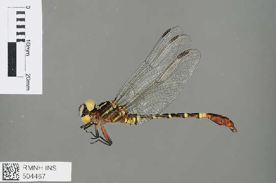 Image of Onychogomphus Selys 1854