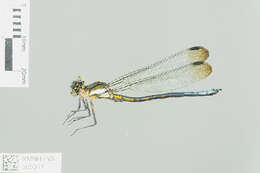 Image de Diphlebia Selys 1869