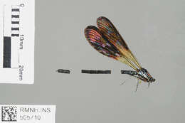 Image of damselflies