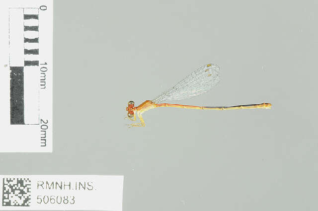 Image of Agriocnemidinae