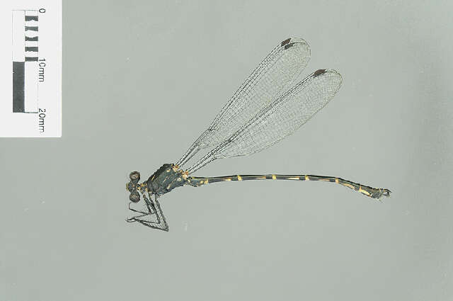Image of Argiolestidae