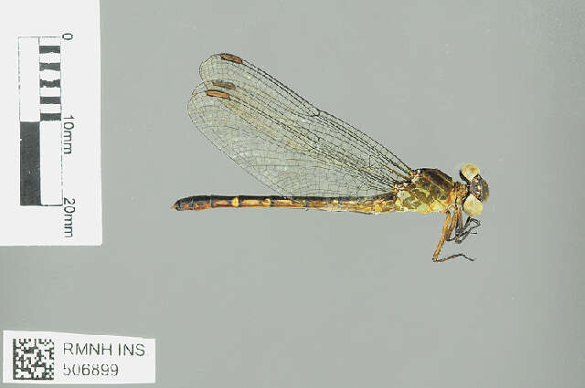 Image of Heliogomphus Laidlaw 1922