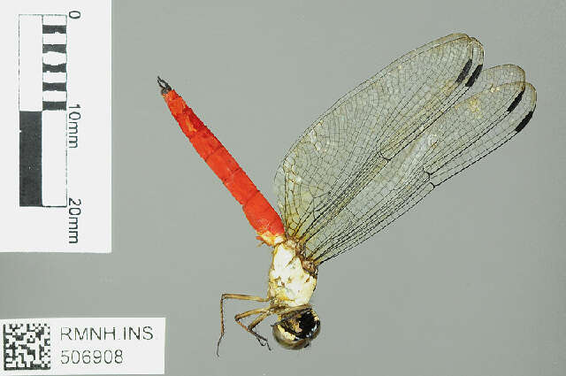 Plancia ëd Lyriothemis Brauer 1868