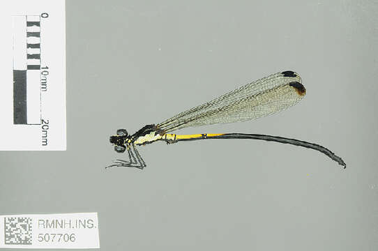 Image of jewel damselfly