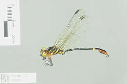 Imagem de Onychogomphus Selys 1854