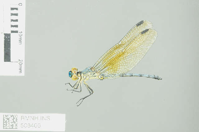 Image of Tetrathemistinae