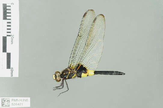 Image of Pseudothemis Kirby 1889