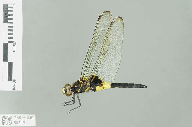 Image of Pseudothemis Kirby 1889