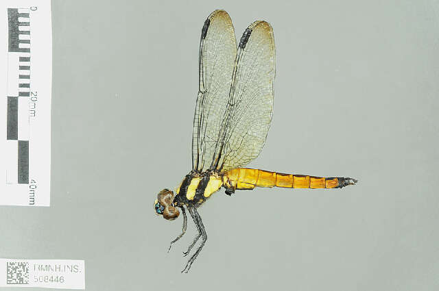 Plancia ëd Lyriothemis Brauer 1868