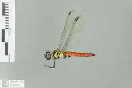 Plancia ëd Lyriothemis Brauer 1868