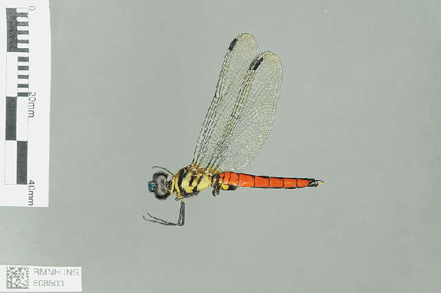 Plancia ëd Lyriothemis Brauer 1868