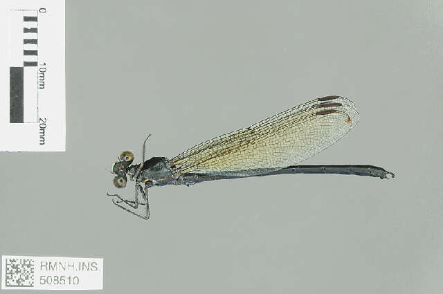 Image of Euphaeidae