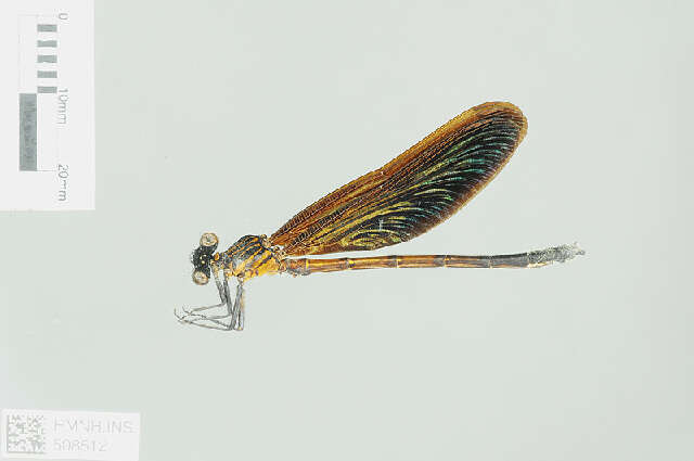 Image of Euphaea Selys 1840