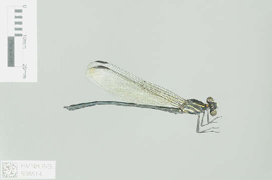 Image of Calopterygoidea