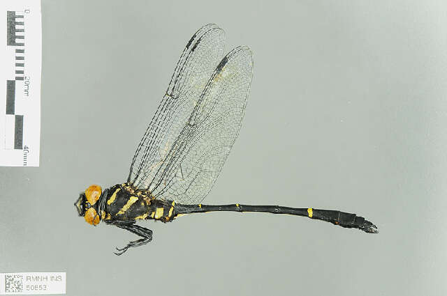 Plancia ëd Chlorogomphus Selys 1854