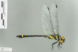 Plancia ëd Chlorogomphus Selys 1854