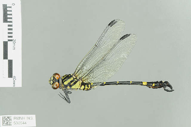 Image of Lamelligomphus Fraser 1922