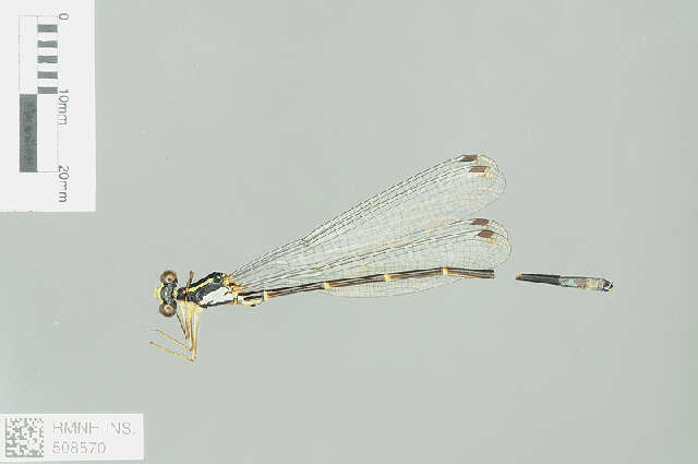 Image of Priscagrion Zhou & Wilson 2001