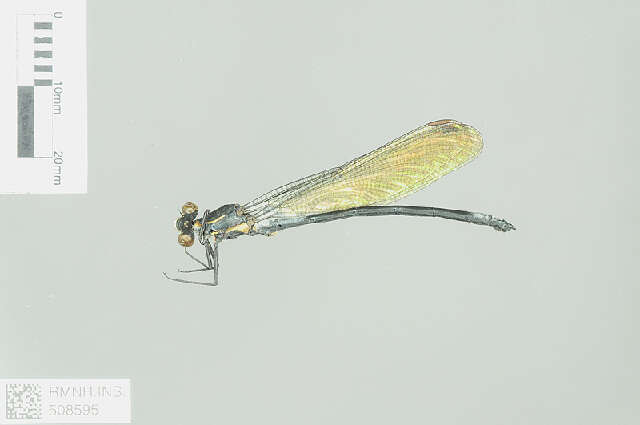 Image of Calopterygoidea