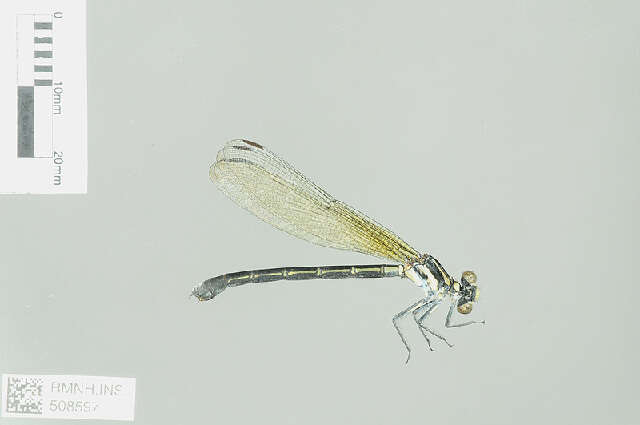 Image of Euphaeidae