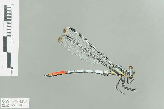 Image of Philosinidae