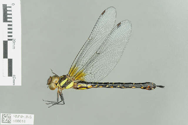 Image of Planaeschna McLachlan 1896