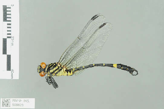 Image of Onychogomphus Selys 1854