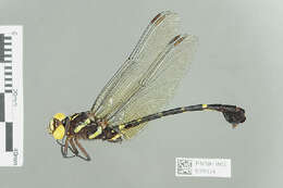 Imagem de Phyllogomphus Selys 1854