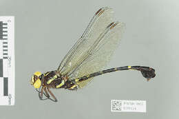 صورة Phyllogomphus Selys 1854