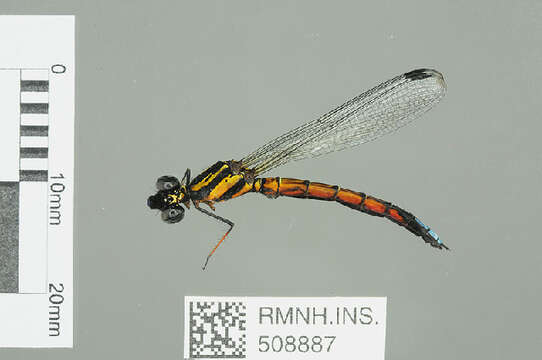 Image of jewel damselfly