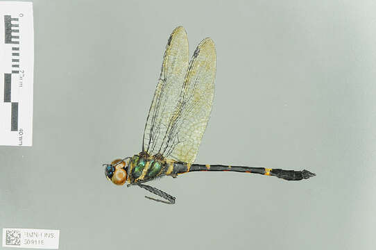 Image of Macromia Rambur 1842