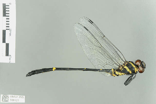 Plancia ëd Chlorogomphus Selys 1854