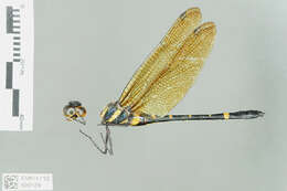 Image of Macromia Rambur 1842