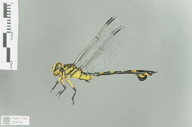 Image of Lindeniinae