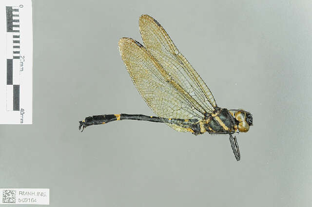 Image of Macromia Rambur 1842