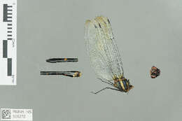 Image of Macromia Rambur 1842