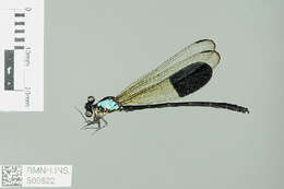 Image of Euphaea Selys 1840