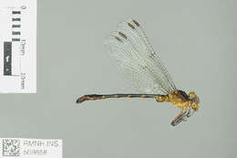 Image of Heliogomphus Laidlaw 1922