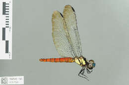 Plancia ëd Lyriothemis Brauer 1868